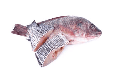 Tilapia